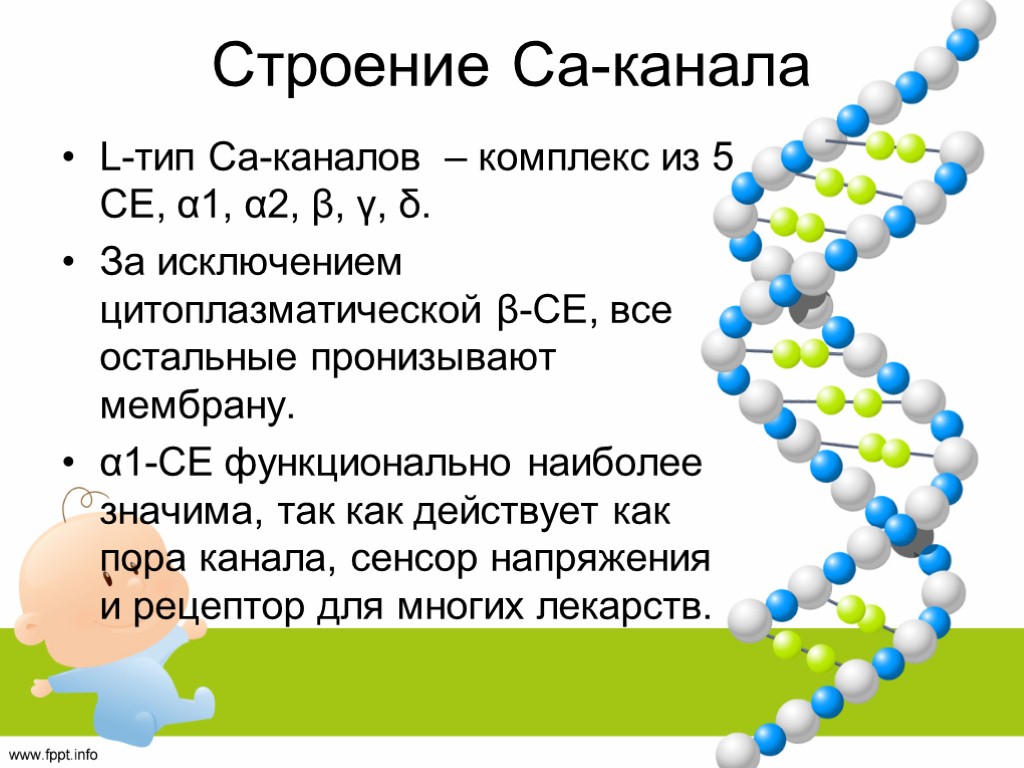 Строение Са-канала L-тип Са-каналов – комплекс из 5 СЕ, α1, α2, β, γ, δ.